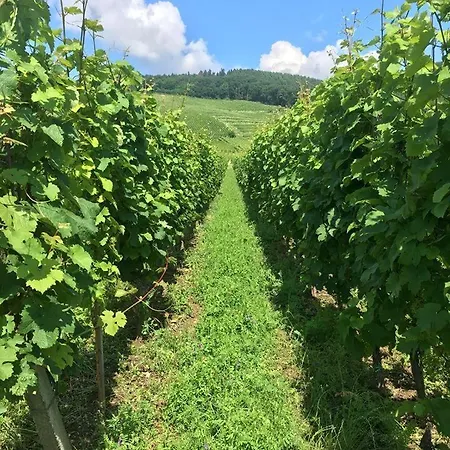 Appartement Thirion *